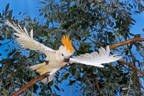 CITRON-CRESTED COCKATOO (cacatua sulphurea) citrinocristata, ADULT TAKING OFF FROM BRANCH