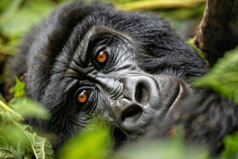 Close-up of a gorilla face (gorilla) with haunting orange eyes and detailed fur structure, AI
