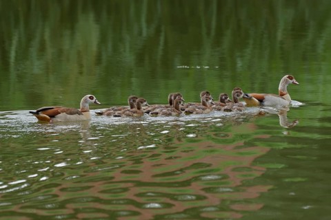Egyptian goose (Alopochen aegyptiaca) with offspring, neozoan, invasive, duck bird, Schwäbisch