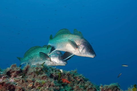 Two sea ravens, Sciaena umbra, El Medallot, Medes Islands, Costa Brava, Mediterranean Sea, Spain