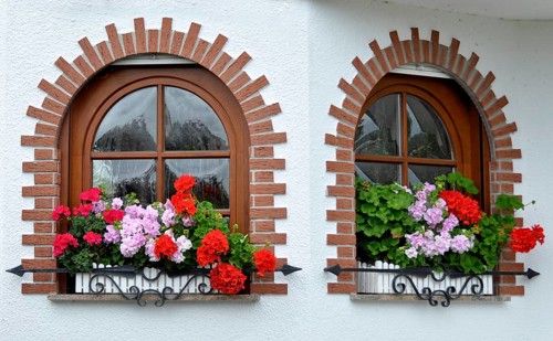 Garden with house, arched window with flowers, geraniums at the window outside, white roses in the