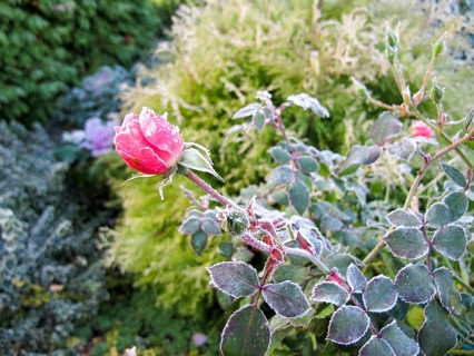 Winter in the garden. The first frost and frozen pink rose