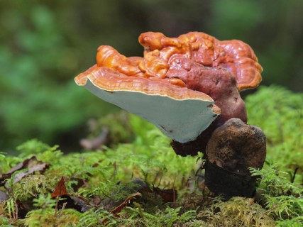 Red Reishi (Ganoderma lucidum), commonly known as Ling Zhi in Chinese, is a herbal mushroom known