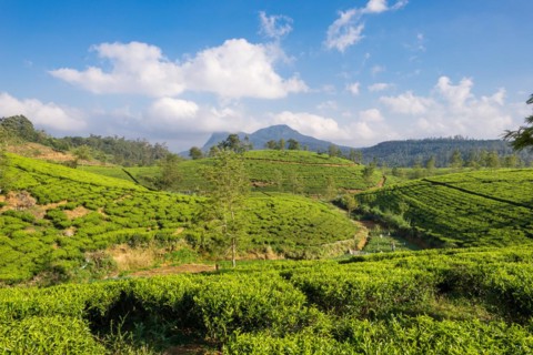 Tea plantation near the town Nuwara Eliya, approx 1900m above sea level. Tea production is on of