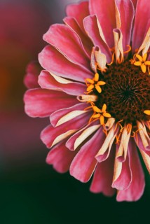 Pink red zinnia flower closeup, natural macro background, copy space