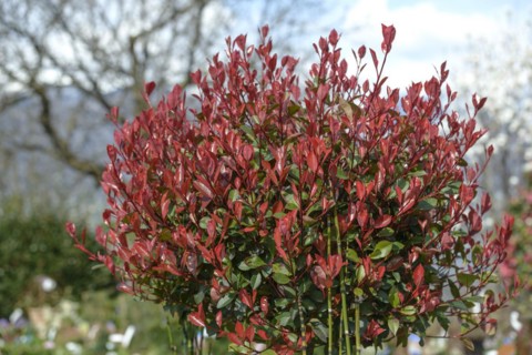 Photinia × fraseri 'Rotkehlchen'