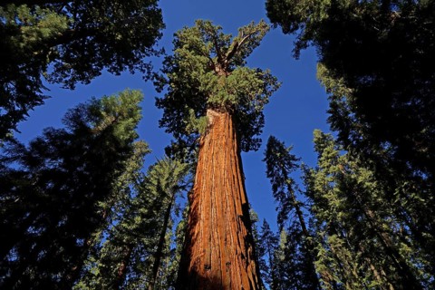 Sequoia, sequoia tree, giant sequoia, giant sequoia, USA, California, Sierra Nevada, (Sequoia