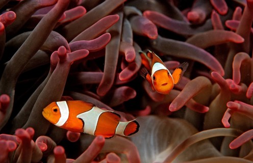 Two orange skunk clownfish, Amphiprion ocellaris, Bali, Indian Ocean, Indonesia