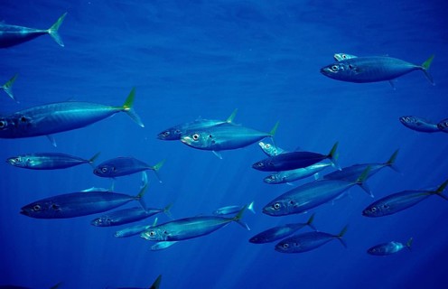 Herring mackerel, Decapterus sp., Mexico, Pacific Ocean, Guadalupe