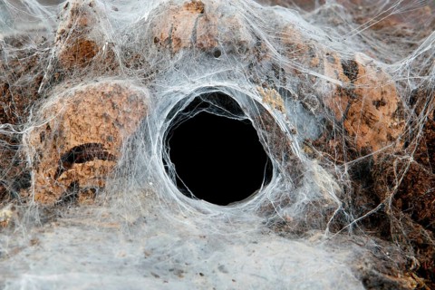 Terrarium, web of a tarantula, spider web