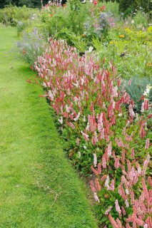 (Persicaria (Polygonum affine) affinis) (Bistorta affinis), carpet knotweed, snail knotweed
