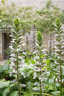 Acanthus mollis (Acanthus Mollis)