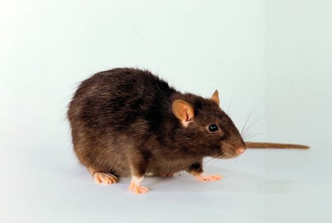 Colour rat