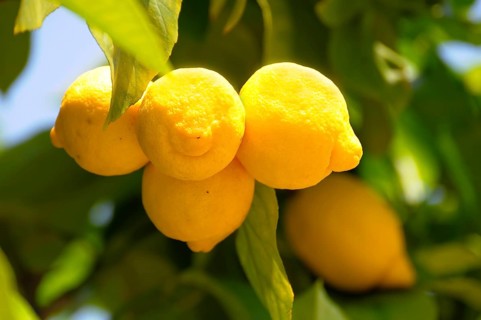 Ripe lemons (Citrus × limon) on the tree, lemon, citron, lime Rose garden in Oberderdingen