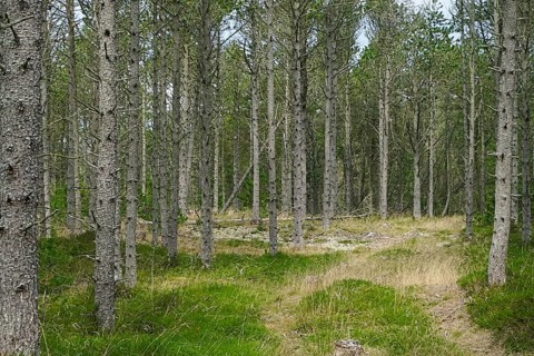 A peaceful path winds through a light-flooded forest with green grass Dune forest, Skiveren,