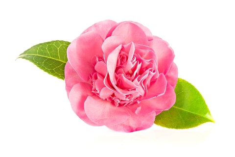 Pink camellia flower isolated on white background. Camellia japonica