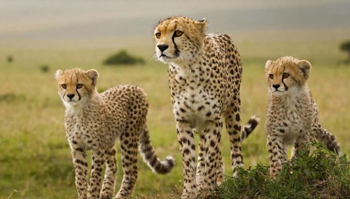 AI generated, animal, animals, mammal, mammals, biotope, habitat, edrei, cheetah and two young