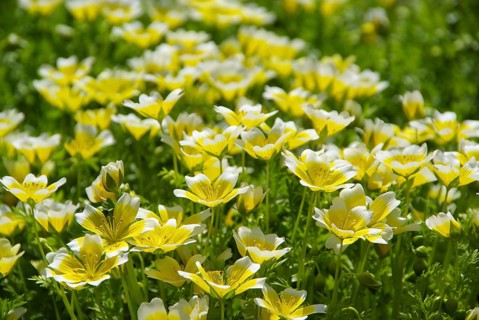 Marsh flower, poached egg plant