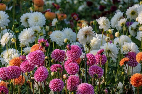 Flower field with various colourful dahlia blossoms in full bloom, legden, Münsterland, germany