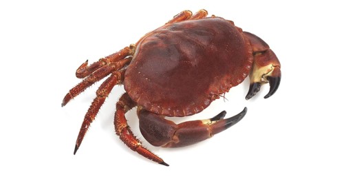 Edible Crab (cancer pagurus) against White Background