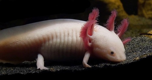 Axolotl (ambystoma mexicanum)