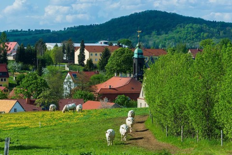 Cows on the pasture in Reinhardtsgrimma
