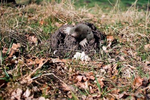 Mole comes from underground