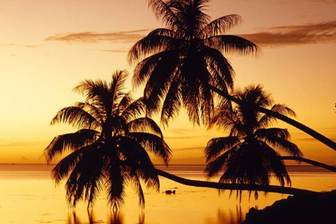 Palm trees in front of sunset, Moorea Island