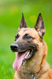 Malinois portrait