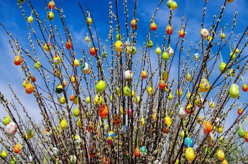 Easter shrub willow, easter shrub willow 01