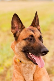 Malinois portrait in front of a green background