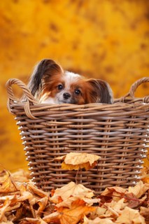 Papillon, butterfly doggy, continental dwarf spaniel, autumn leaves, basket, hidden
