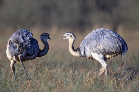 Nandus foraging in the Wakenitz lowlands (greater rhea (Rhea americana)