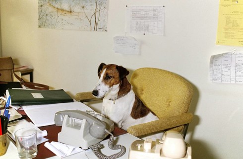 Smooth Haired Fox Terrier, Dog at Office