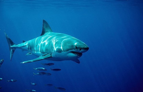 Great white shark, Carcharodon carcharias, South Africa, Dyer Island, Gansbaai, Atlantic Ocean