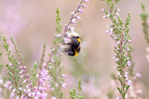 Large earth bumblebee, foraging on common heather (Calluna vulgaris), Döberitzer Heide nature