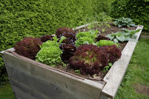 Salads in a raised bed, garden bed, garden, vegetable harvest, hobby garden, hobby gardening,