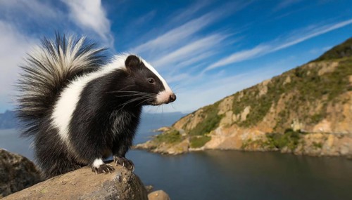 AI generated, animal, animals, mammal, mammals, biotope, habitat, one, individual, foraging,