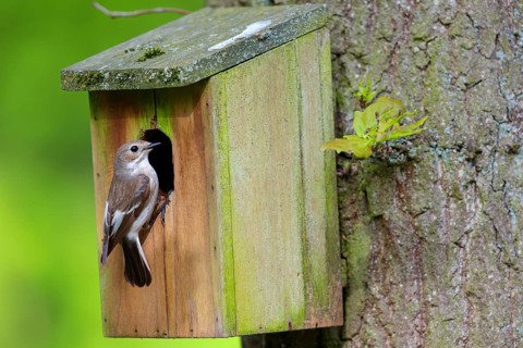 Animals, birds, songbirds, pied flycatcher, (Ficedula hypoleuca), biotope, habitat, perch,