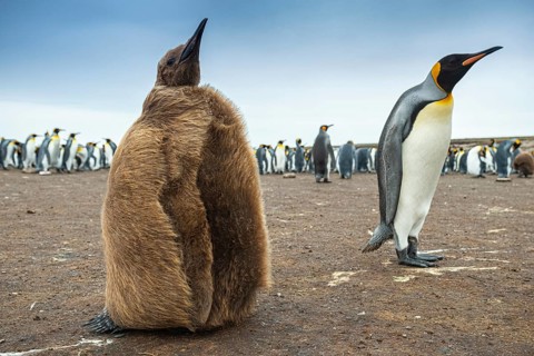 King penguins (Aptenodytes patagonicus) with chicks in a colony, Volunteer Point, Falkland Islands,