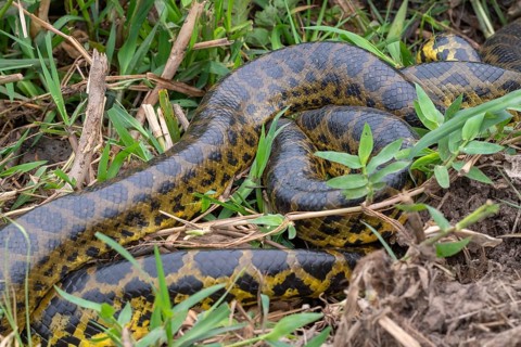 Yellow anaconda (Eunectes notaeus), also known as Paraguay anaconda or southern anaconda, boa