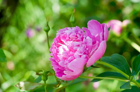 Flowers of pink peony in the home garden. Pink images of peony with green backdrop.