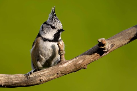 Crested tit in the garden