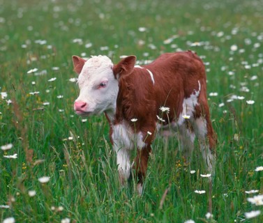 Hinterwälder cattle, calf, cows, calves