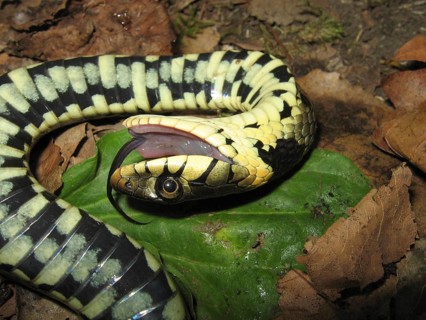 Grass snake (Natrix natrix)