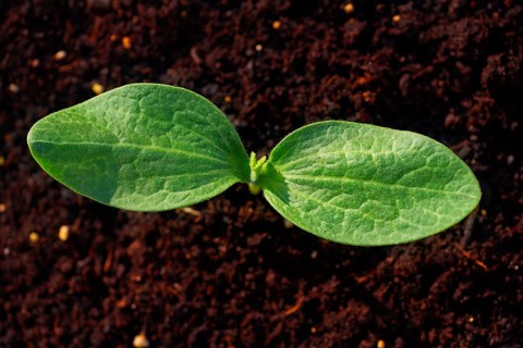 Zucchini plant from seedlings in an orchard urban garden