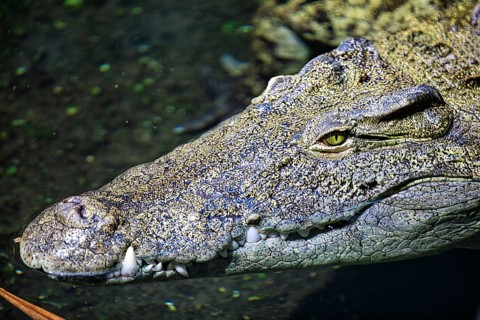 Close-up of a crocodile in the water, (Crocodylus niloticu) Basel Zoo Switzerland
