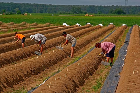 Asparagus harvest, asparagus field, harvest helper, asparagus cutter, Büttelborn near Darmstadt,