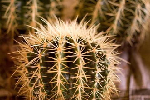Cacti orchid, Calcutta, West Bengal, India