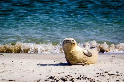 Harbor seal (Phoca vitulina)